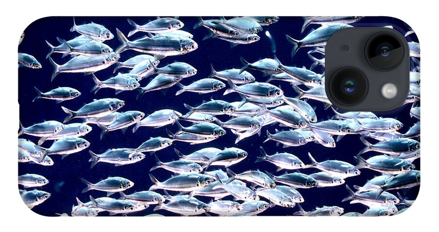 Horizontal iPhone Case featuring the photograph School of Threadfin Shad by Tom McHugh and Photo Researchers
