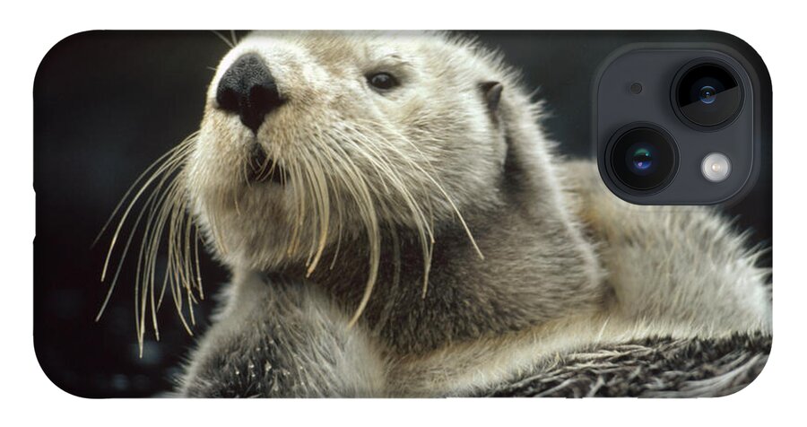 Mp iPhone 14 Case featuring the photograph Sea Otter Enhydra Lutris Floating by Tim Fitzharris