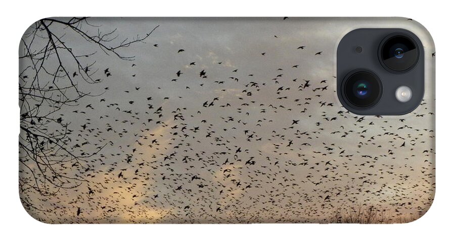 Black Birds iPhone 14 Case featuring the photograph Searching by Kim Galluzzo Wozniak