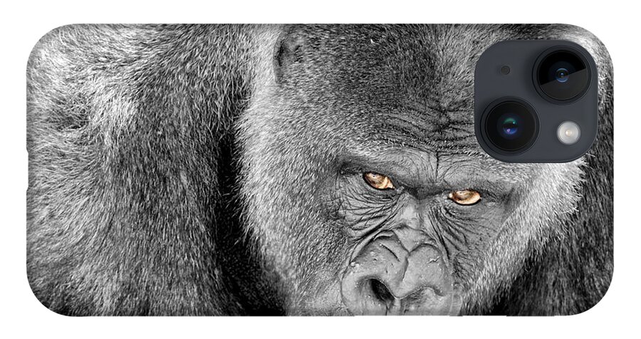 Ape iPhone Case featuring the photograph Silverback Staredown by Jason Politte