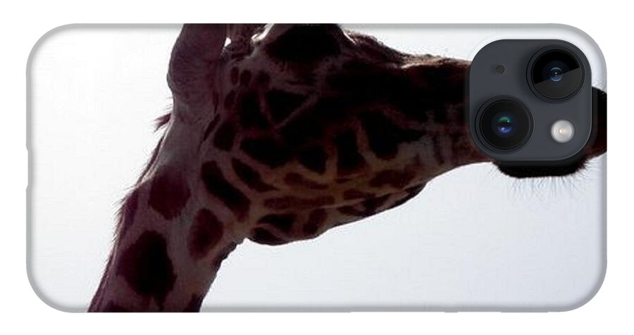 Giraffe iPhone Case featuring the photograph Stretch by Kim Galluzzo Wozniak