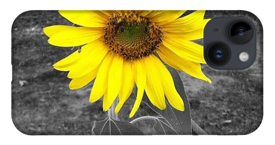 Plant iPhone Case featuring the photograph Sunflower by Derek M