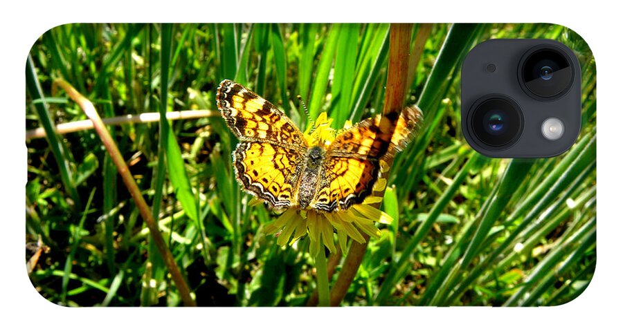 Butterfly iPhone 14 Case featuring the photograph Sunning On A Dandelion by Kim Galluzzo