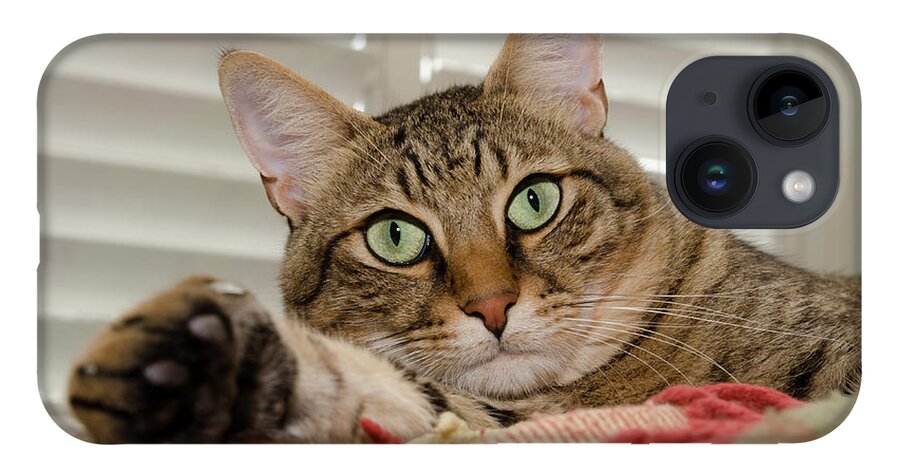Cat iPhone 14 Case featuring the photograph The cat with green eyes by Michael Goyberg