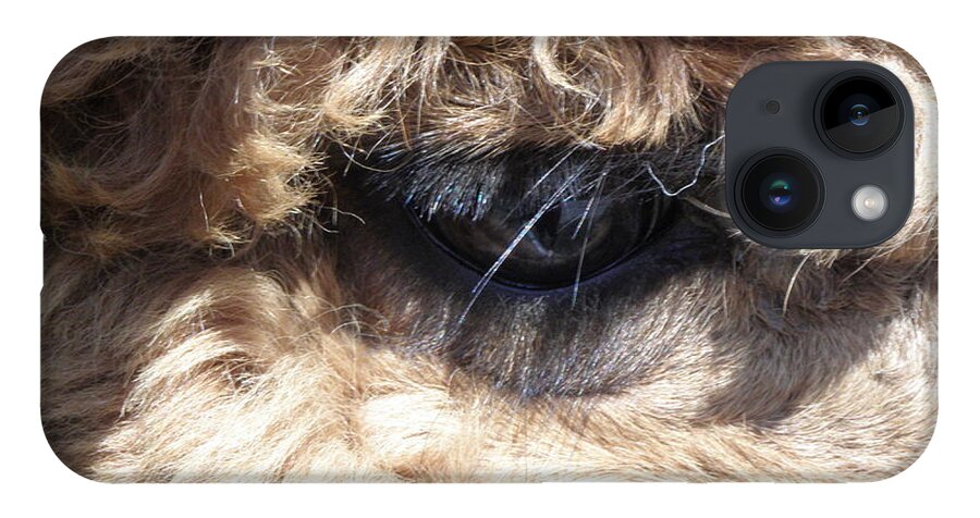 Alpaca iPhone Case featuring the photograph The Eye of an Alpaca by Kim Galluzzo Wozniak