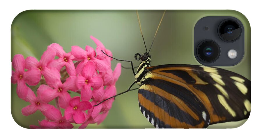 Butterfly iPhone 14 Case featuring the photograph Tiger Longwing on Flower by Bill and Linda Tiepelman
