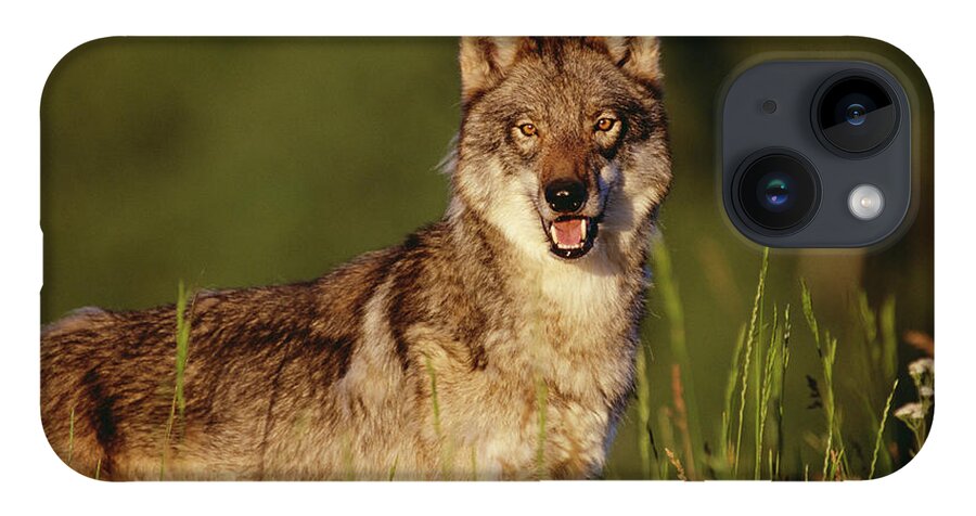 00173216 iPhone 14 Case featuring the photograph Timber Wolf Portrait North America by Tim Fitzharris