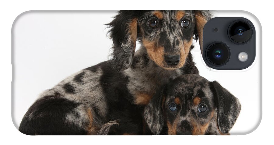 Dachshund iPhone 14 Case featuring the photograph Tricolor Dachshund Puppies by Mark Taylor