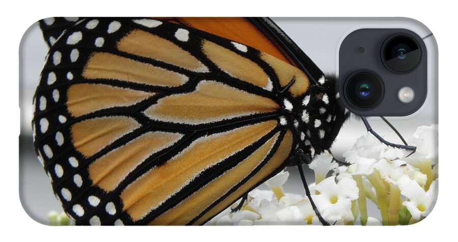 Monarch iPhone 14 Case featuring the photograph Up Close And Personal by Kim Galluzzo Wozniak