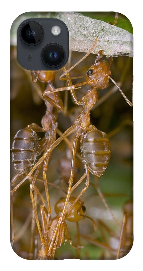 00298233 iPhone 14 Case featuring the photograph Weaver Ant Workers Pulling Together by Piotr Naskrecki