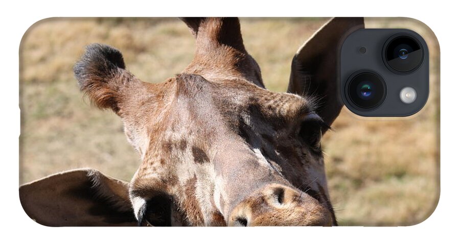 Giraffe iPhone 14 Case featuring the photograph What A Face by Kim Galluzzo