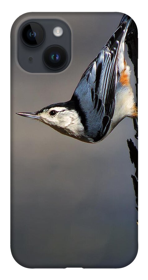 Bird iPhone 14 Case featuring the photograph White-Breasted Nuthatch by Bill and Linda Tiepelman