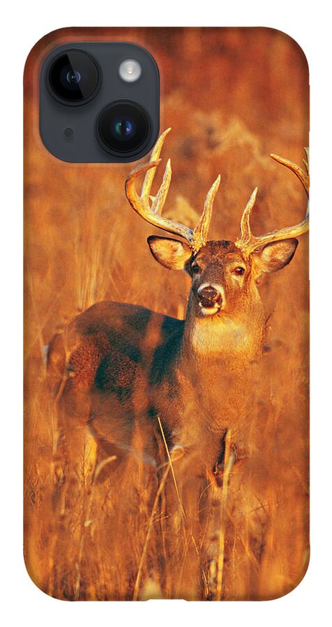 Whitetail iPhone Case featuring the photograph Whitetail buck in goldern light by D Robert Franz