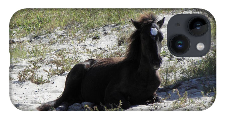 Wild iPhone Case featuring the photograph Wild Foal by Kim Galluzzo Wozniak