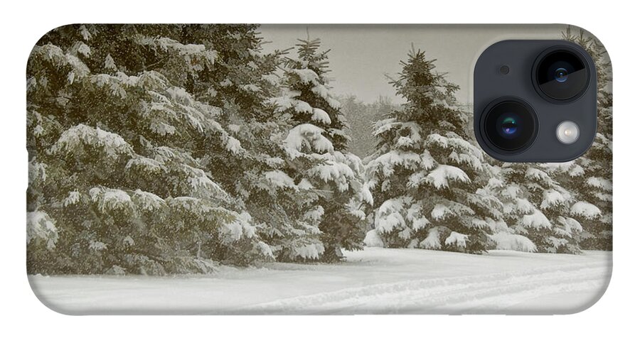 Pines iPhone 14 Case featuring the photograph Winter Trees by Cathy Kovarik