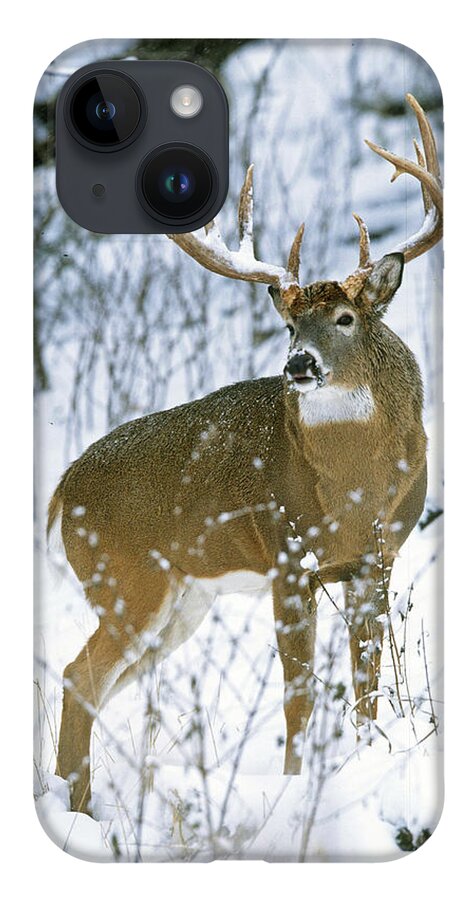Whitetail iPhone 14 Case featuring the photograph Winter Whitetail by D Robert Franz