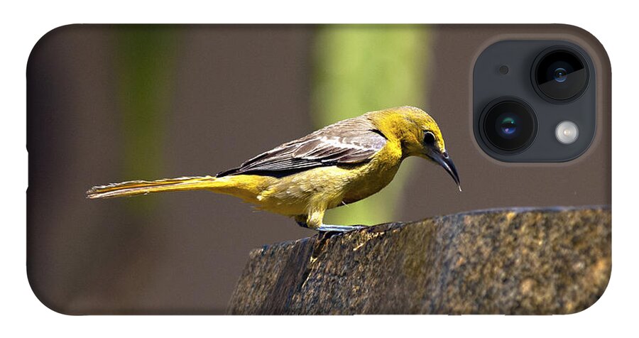 Yellow Birds iPhone 14 Case featuring the photograph Yellow Bird with Fountain by Joe Schofield
