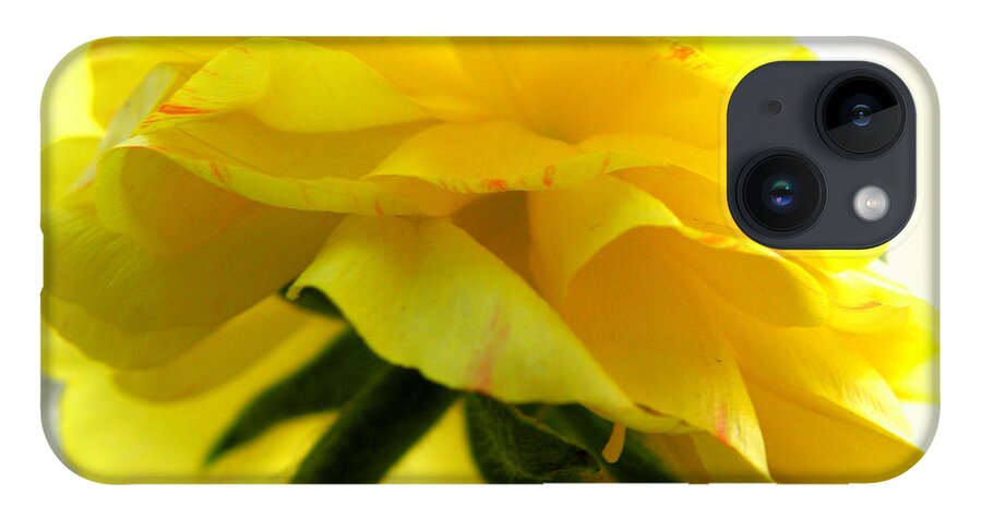 Ranunculus iPhone 14 Case featuring the photograph Yellow Glow In The Sun by Kim Galluzzo Wozniak