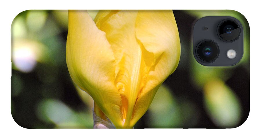 Beautiful Iris iPhone 14 Case featuring the photograph Yellow Iris Bloom by Jai Johnson