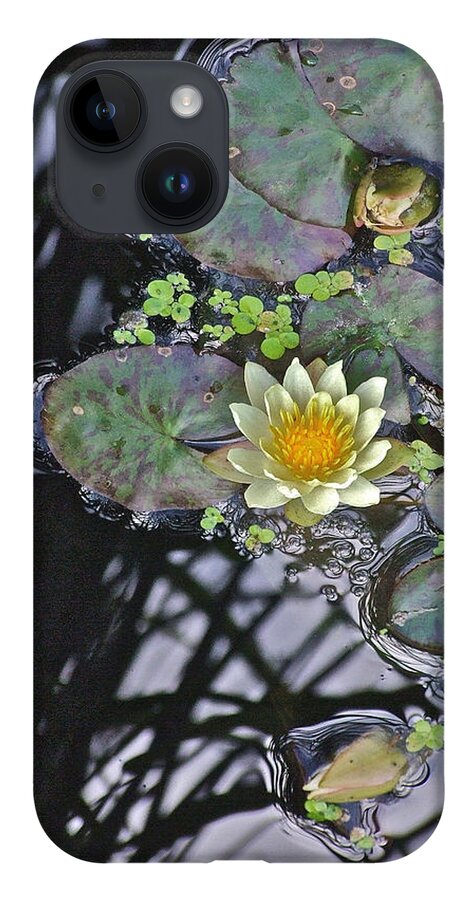 Waterlily: Water Garden; Garden Plant; Flowers; Gardens; Nature iPhone 14 Case featuring the photograph September White Water Lily by Janis Senungetuk