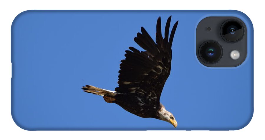 Bald Eagle Juvenile iPhone 14 Case featuring the photograph Bald Eagle Juvenile Burgess Res CO by Margarethe Binkley