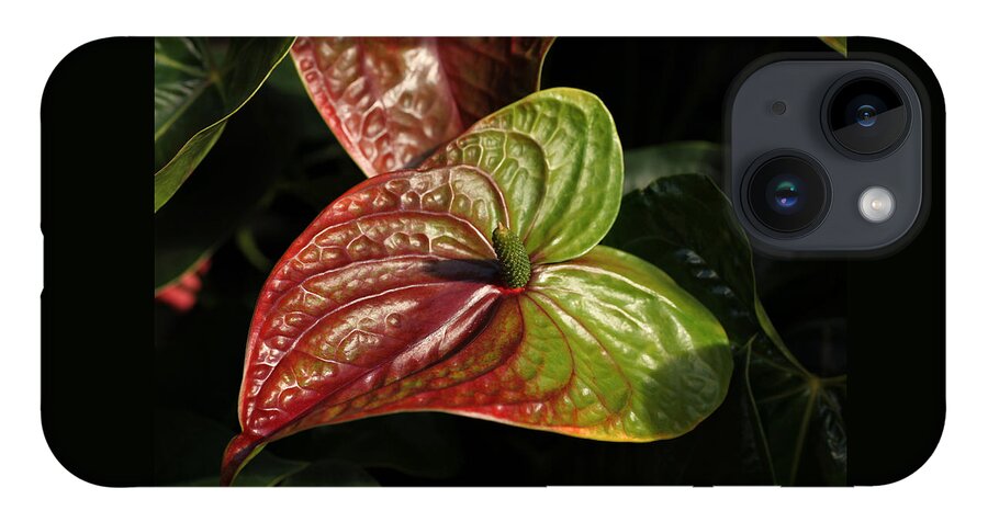 Red iPhone 14 Case featuring the photograph Anthurium Flamingo #1 by Tammy Pool