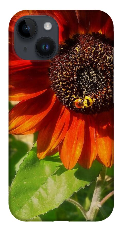 Sunflower iPhone 14 Case featuring the photograph Autumn Sunflower and Bumble Bee by Amanda Smith