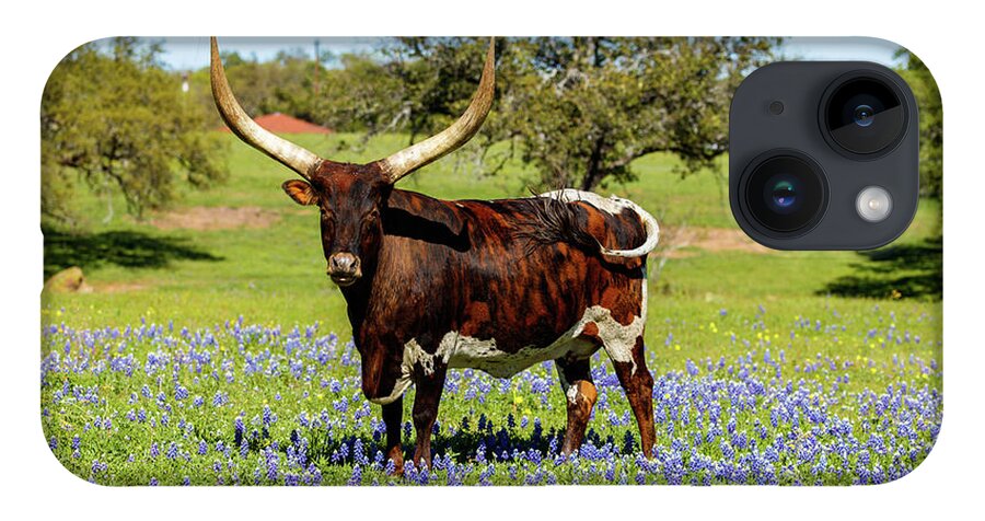 African Breed iPhone Case featuring the photograph Beautiful longhorn bull by Raul Rodriguez