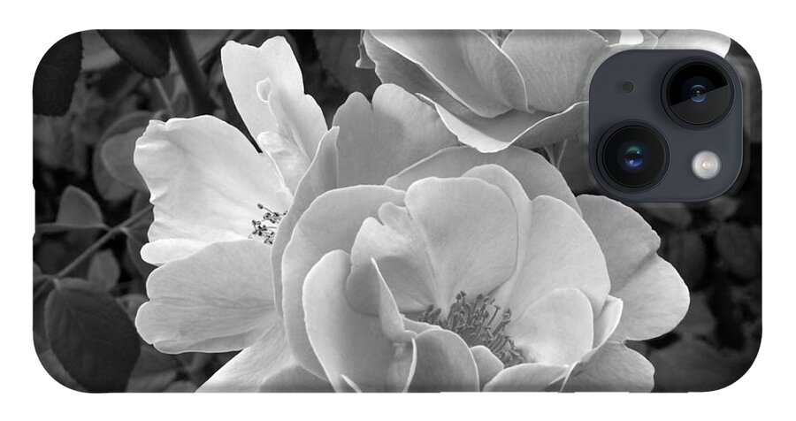 Rose iPhone 14 Case featuring the photograph Black and White Roses 2 #1 by Amy Fose