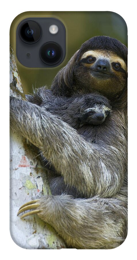 Mp iPhone 14 Case featuring the photograph Brown-throated Three-toed Sloth by Suzi Eszterhas