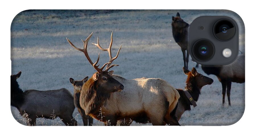 Bull Elk iPhone Case featuring the photograph Bull Elk in Frost by Michael Dougherty