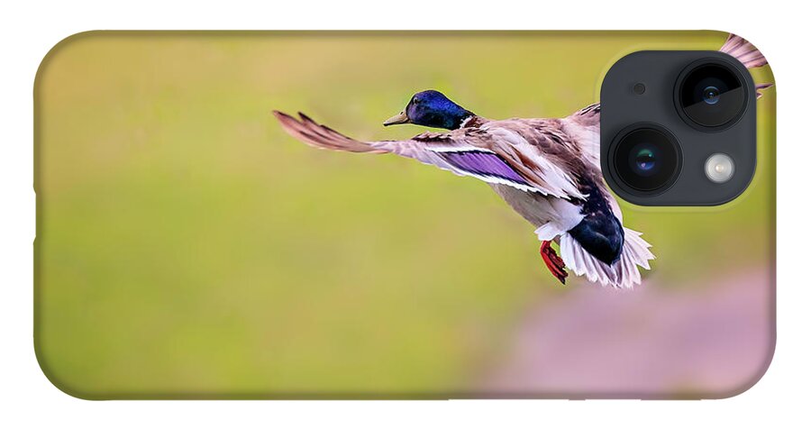 Animal iPhone Case featuring the photograph Duck-drake by Peter Lakomy