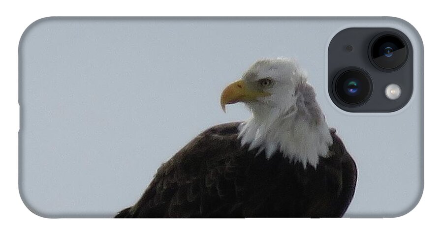 Bold Eagle iPhone Case featuring the photograph Eye on you by Yumi Johnson