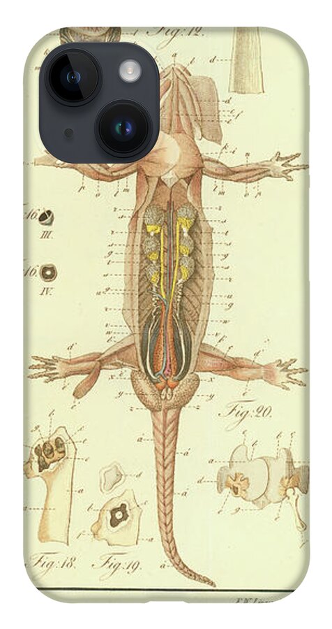 Salamander iPhone 14 Case featuring the drawing Fire Salamander Anatomy #2 by Christian Leopold Mueller