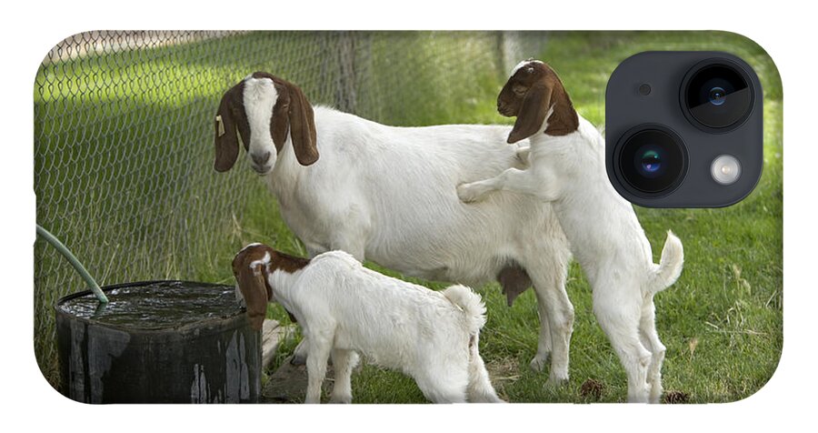 Boer Goat iPhone 14 Case featuring the photograph Goat With Kids by Inga Spence