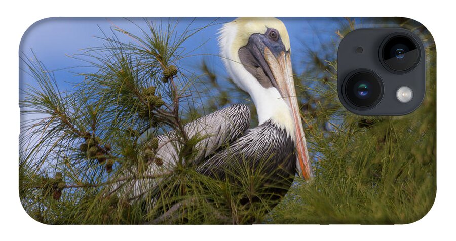 Florida iPhone 14 Case featuring the photograph Hanging Out #1 by Paul Schultz