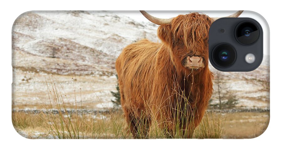 Highland Cattle iPhone Case featuring the photograph Highland Cow by Grant Glendinning