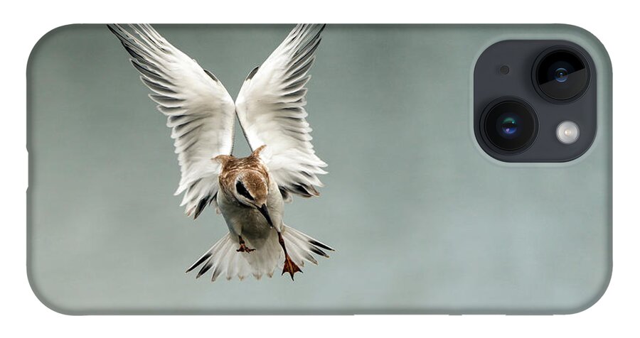 Tern iPhone 14 Case featuring the photograph Juvenile tern in flight #1 by Sam Rino