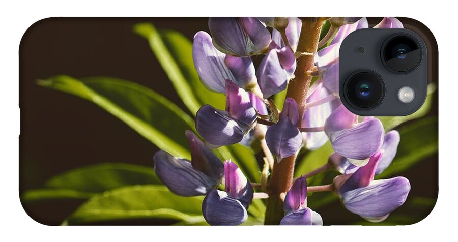 Lupine iPhone 14 Case featuring the photograph Lupines by Holly Ross