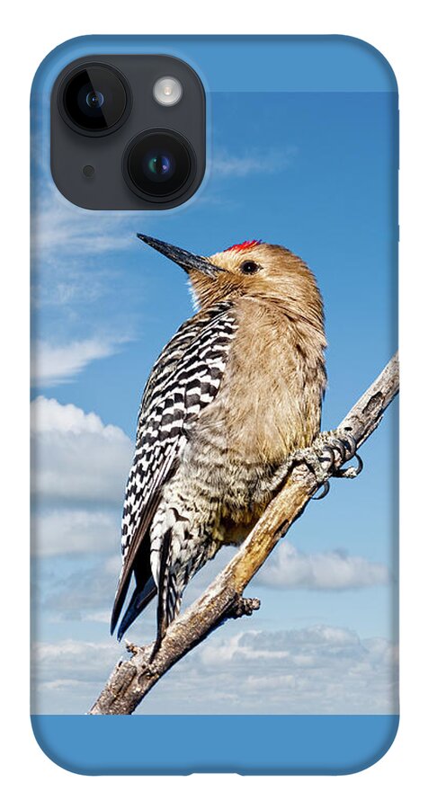 Animal iPhone 14 Case featuring the photograph Male Gila Woodpecker by Jeff Goulden