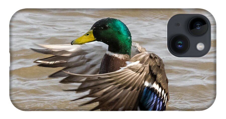 Male iPhone 14 Case featuring the photograph Male Mallard by Holden The Moment