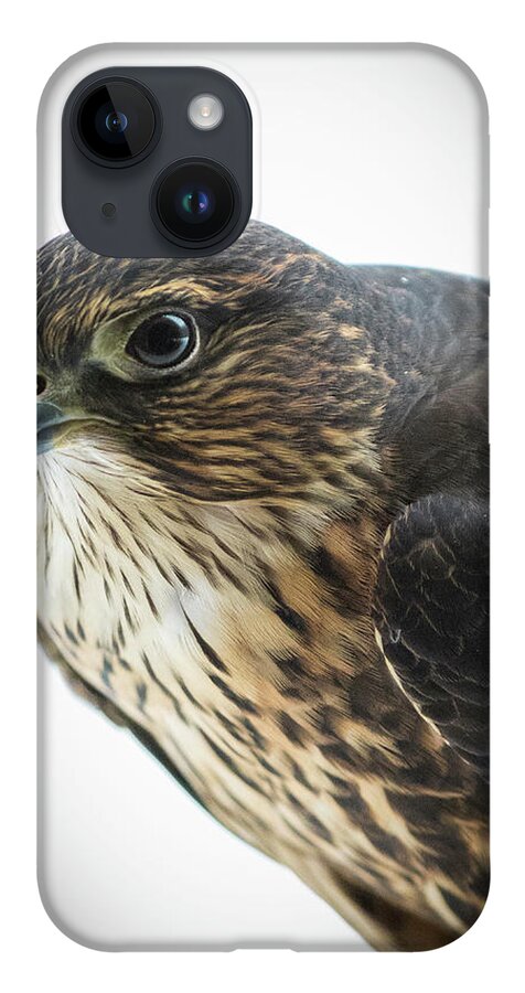 Birds iPhone 14 Case featuring the photograph Merlin Falcon by Greg Waddell