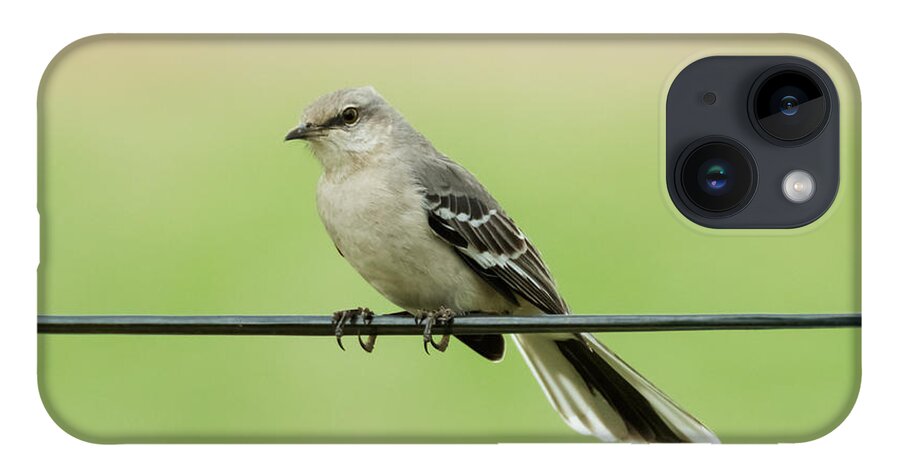 Bird iPhone 14 Case featuring the photograph Northern Mockingbird by Holden The Moment