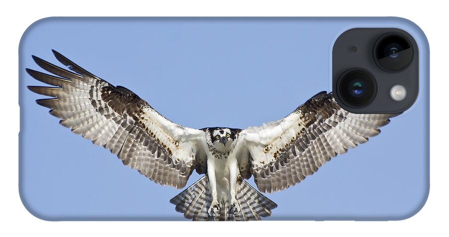 Osprey iPhone Case featuring the photograph Osprey in Flight by Bob Decker
