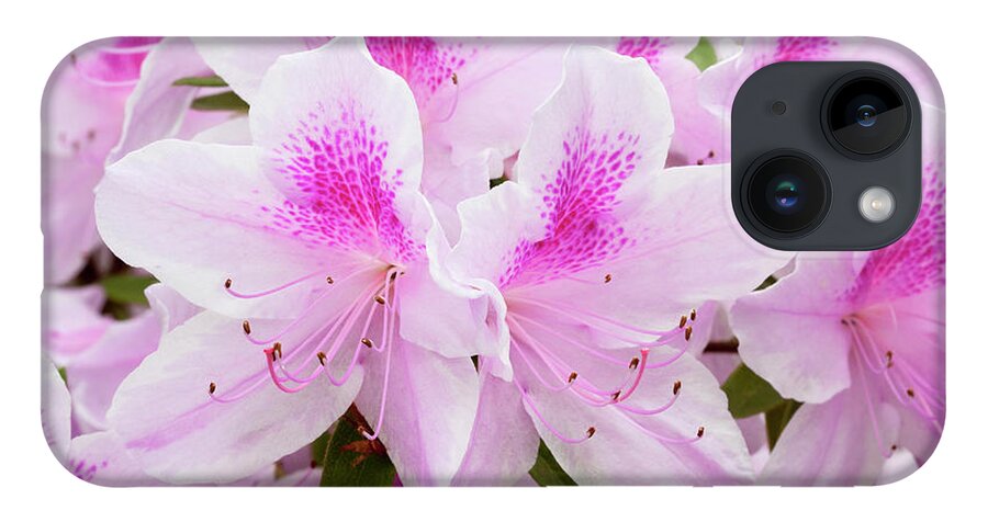 Azalea iPhone Case featuring the photograph Pink Perfection by Patty Colabuono