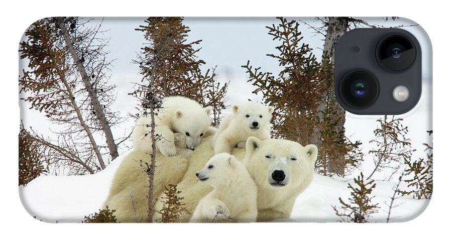 #faatoppicks iPhone 14 Case featuring the photograph Polar Bear Ursus Maritimus Trio #1 by Matthias Breiter