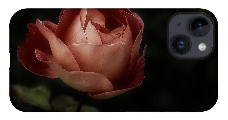 Rose iPhone Case featuring the photograph Romantic November Rose by Richard Cummings