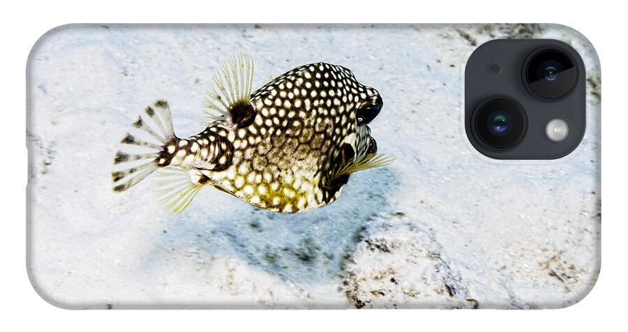 Smooth Trunkfish iPhone 14 Case featuring the photograph Smooth Trunkfish #2 by Perla Copernik