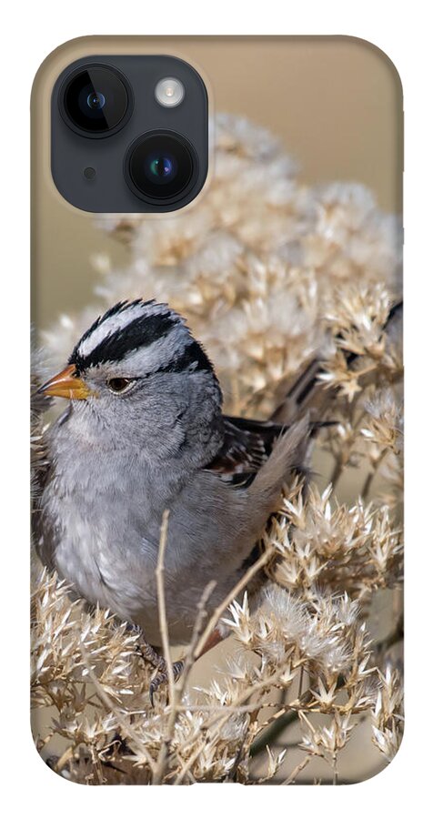 Bird iPhone 14 Case featuring the photograph Sparrow by Ron Woodbury