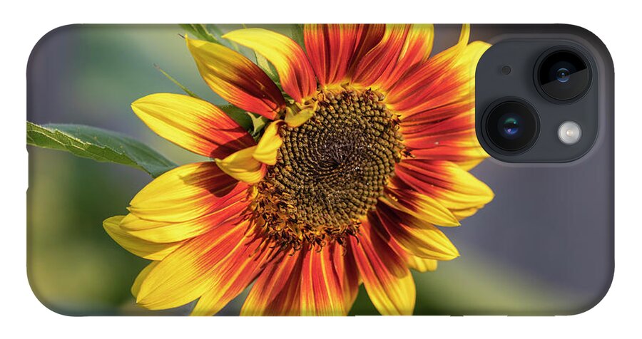 Sunflower iPhone Case featuring the photograph Sunflower 2018-1 by Thomas Young